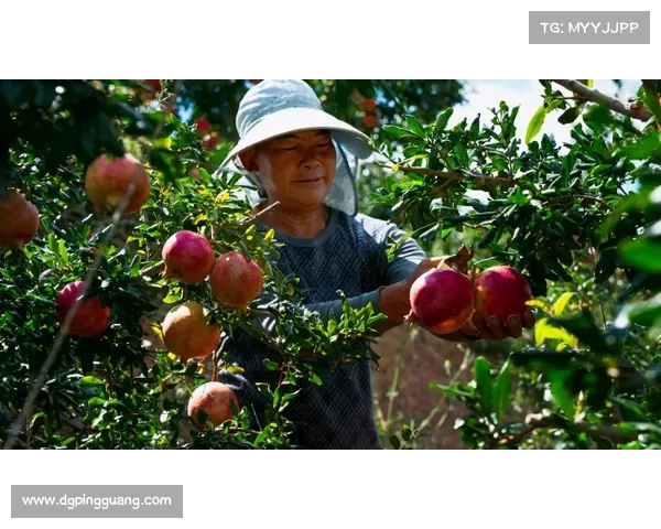 掌握高地红石榴栽培技巧打造丰收秘诀提升果园产量与质量