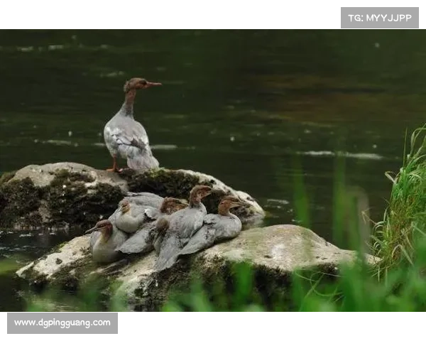 冰虎宝宝入境全攻略:如何在自然环境中正确观察这一稀有物种 冰虎宝宝入境全攻略:如何在自然环境中正确观察这一稀有物种